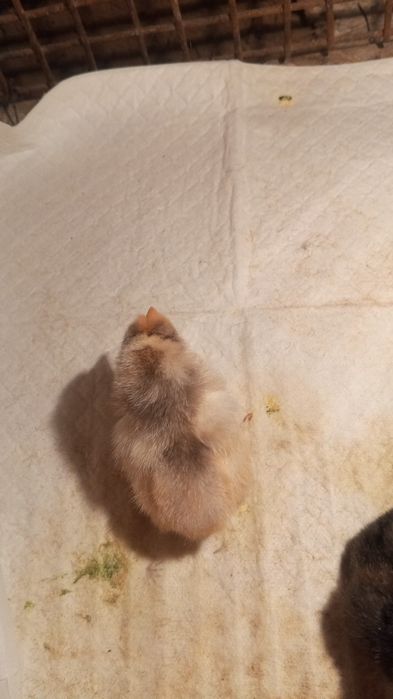 Продам цеплят смесь кученких и домашних