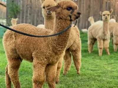 Vând Alpaca femele și masculi