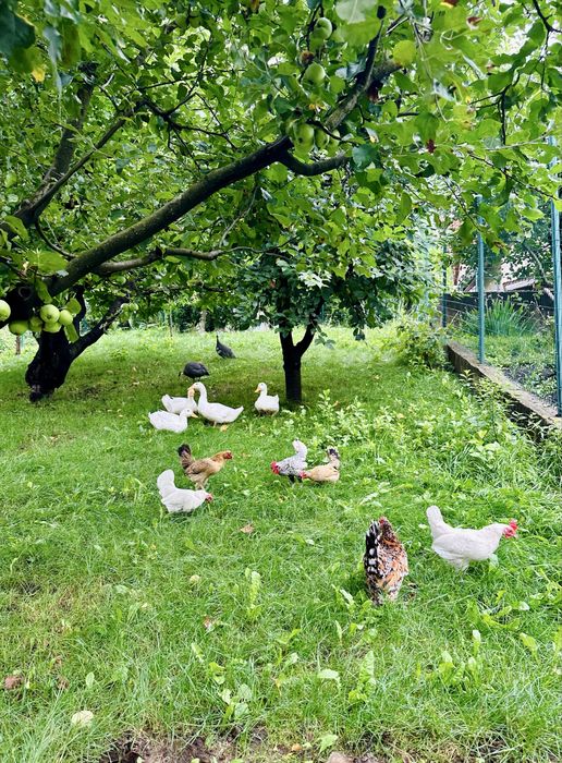 Vand familie de rate Pekin 3+1