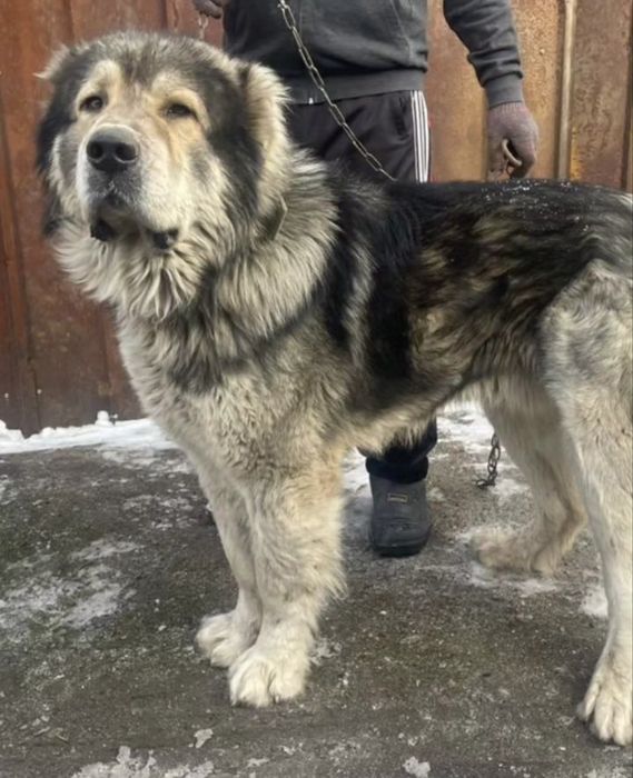 В продаже кобель Тобета