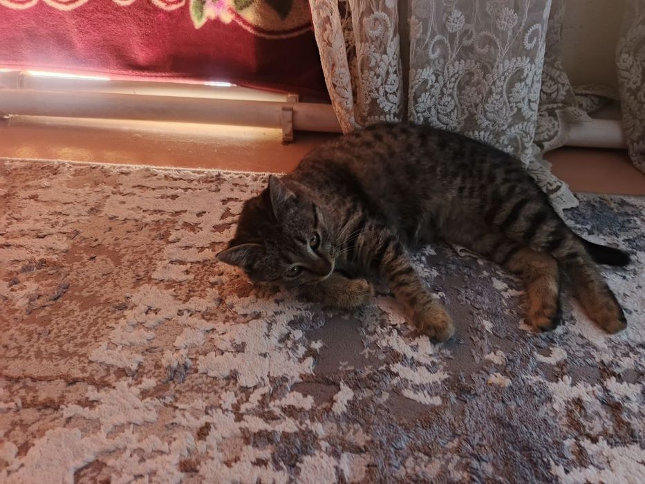 Mushuk cat кот pishak