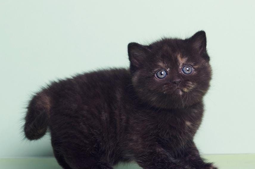 Британский черный котенок