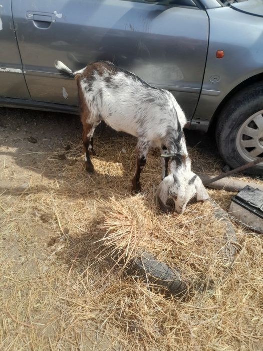 Продам козу дойной породы