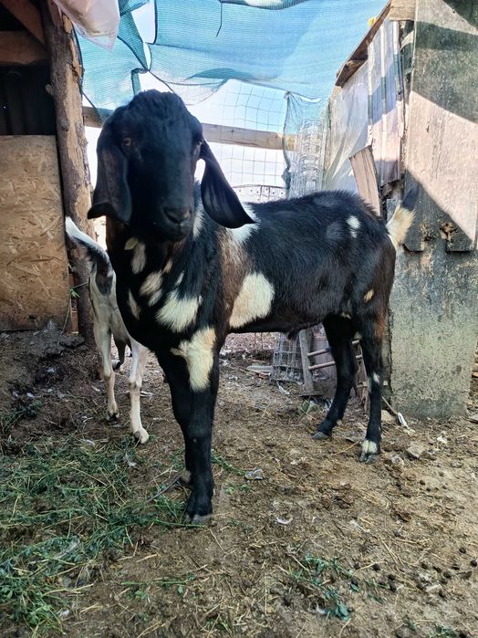 Țap de rasa anglonubian 2.5 ani