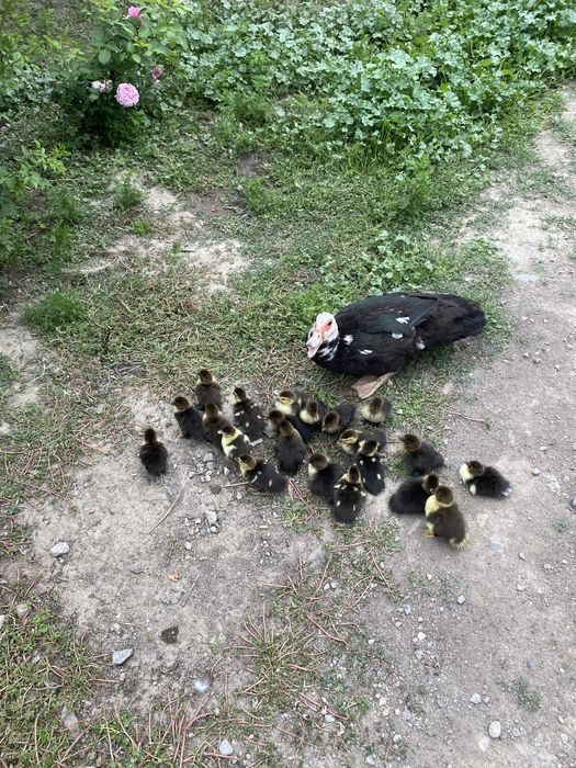 Индоутята Индоутки