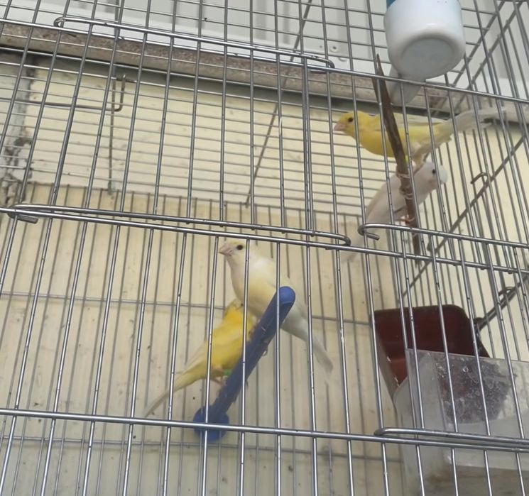 Канарейка самки дисквый