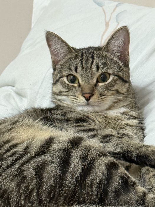 Пропал кот в Каскелене