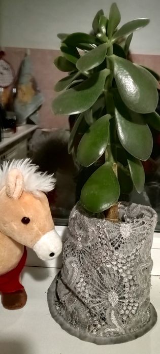 Продам комнатные растения