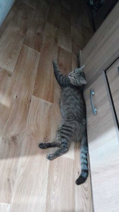 Дерзкий кот ищет дом