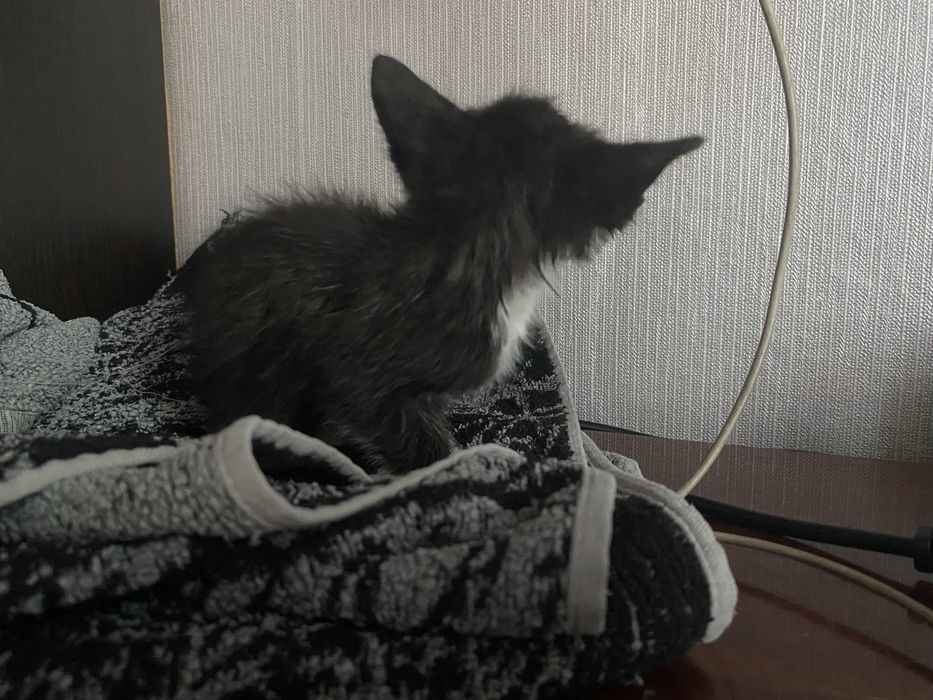 Отдам котенка бесплатно