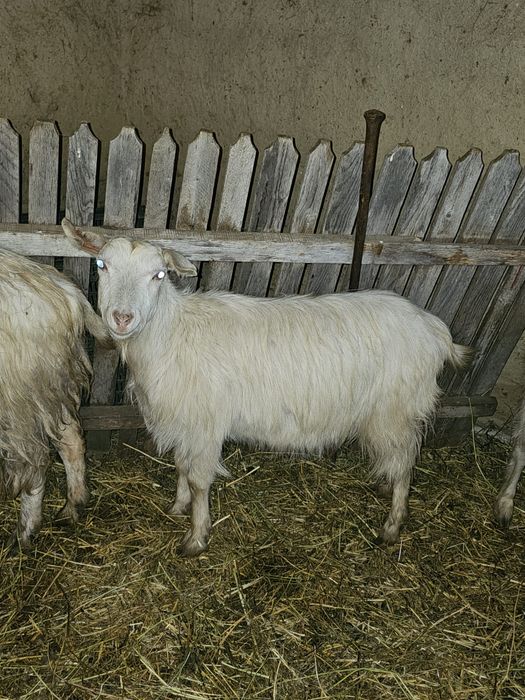 Capre tinere gestante