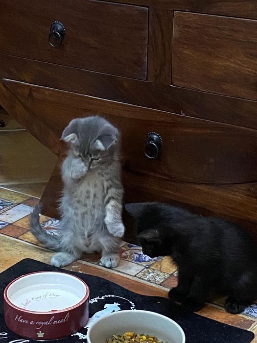 Котята, приученные к лотку, мальчики
