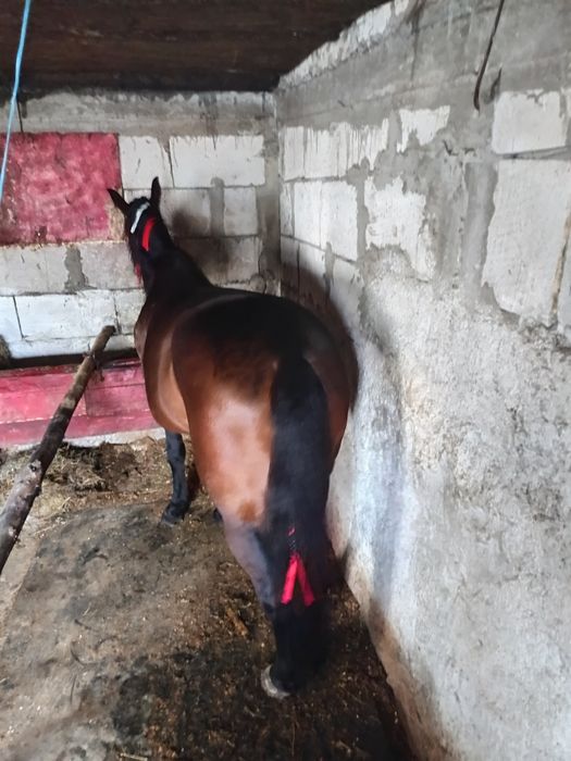 Iapa trăpașă de garanție