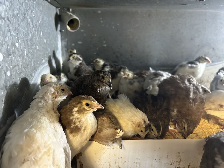 Pui prepelita / prepelite