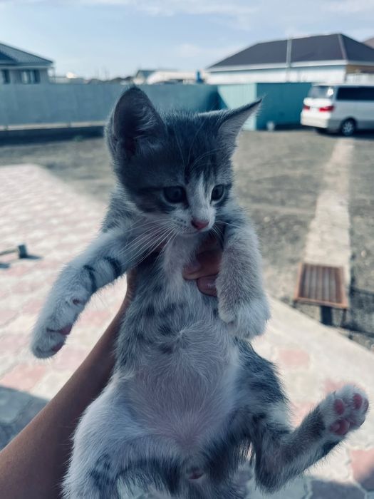 Котенок бесплатно