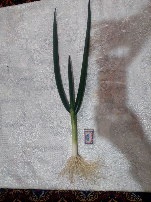 Лук порей, зелёный лук POREY