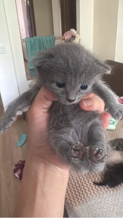 Отдам котят в хорошие руки