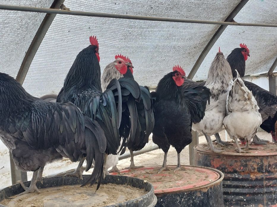 Cocos Australorp  9 luni negri ,gri/splash