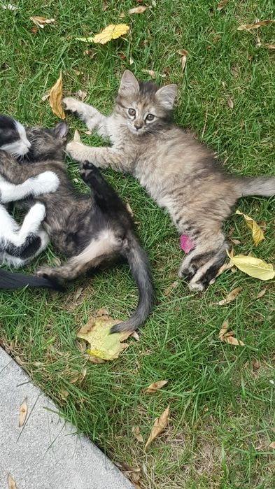 Отдам бесплатно котят