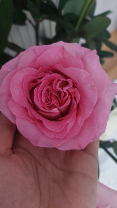 Цветы букет из 13 роз