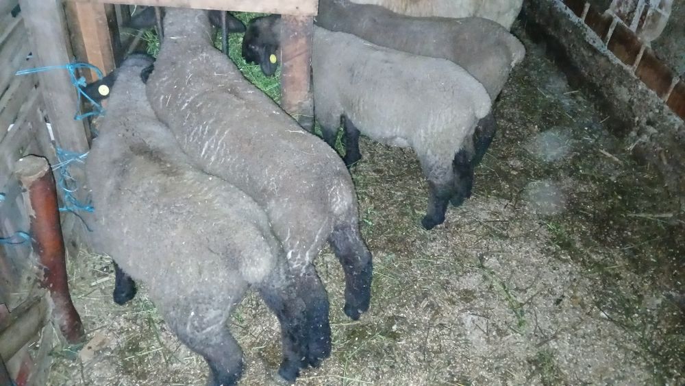 Berbecuț suffolk