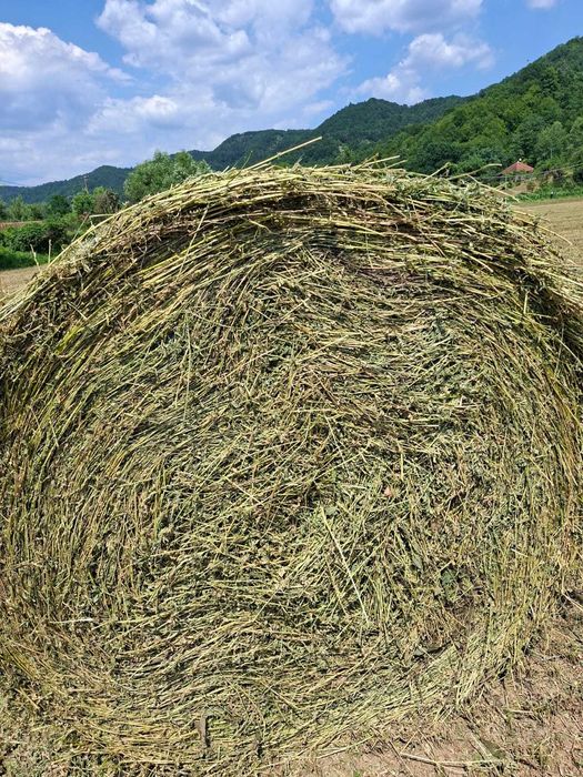 Vând baloți lucernă