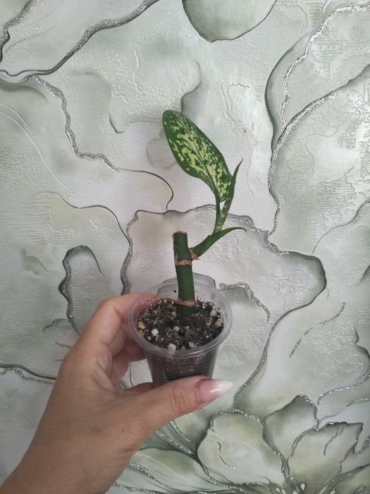 Продам комнатные цветы
