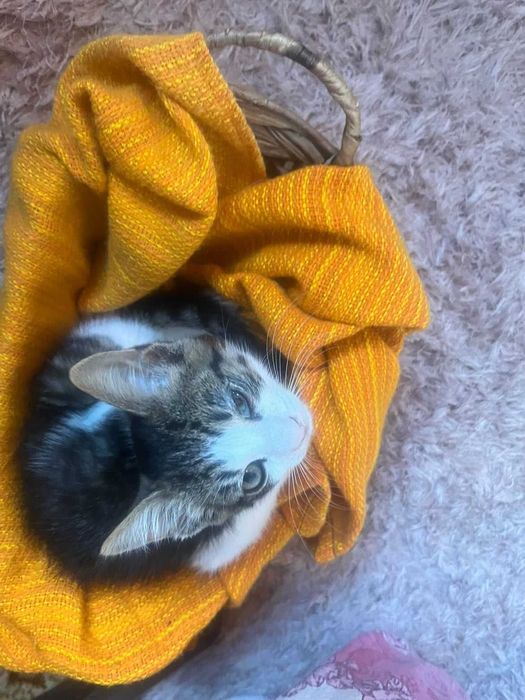 Donez pisica calico sterilizata si puii ei