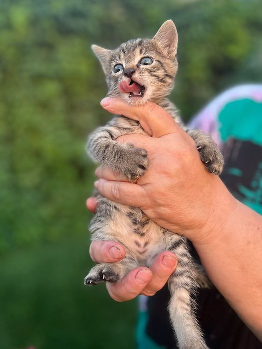 Котёнок в хорошие руки