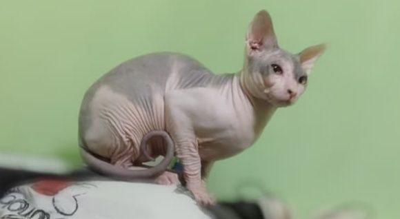 Сфинкс два кота .
