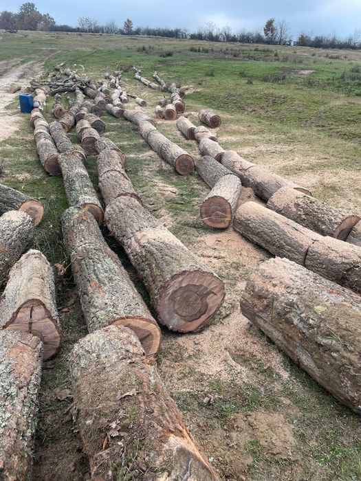 Lemne de foc calitate superioară Verzi/Uscate