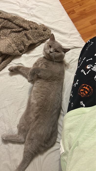 Британска късокосместа