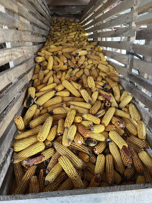 Vand porumb stiuleti