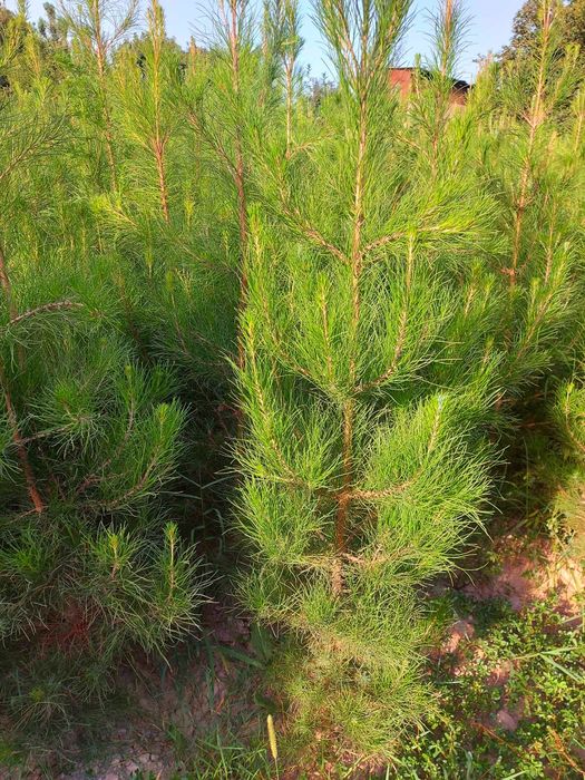 Арча.  Сасна элдарски буйи 1.5 метрдан 3.5 метргача