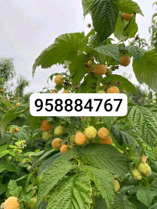 Sariq malina koʻchati