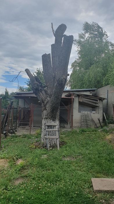 Lemn nuc, trunchi întreg și ramuri groase tăiate la 1 m lungime