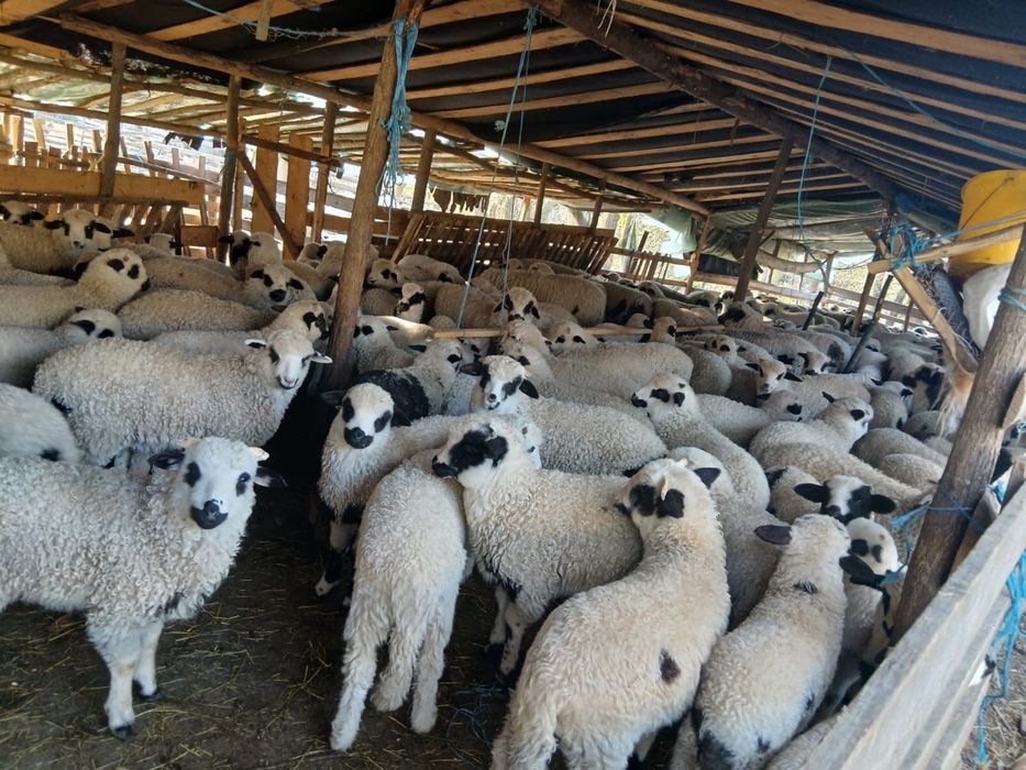 Se vând 100 de oi cu miel.