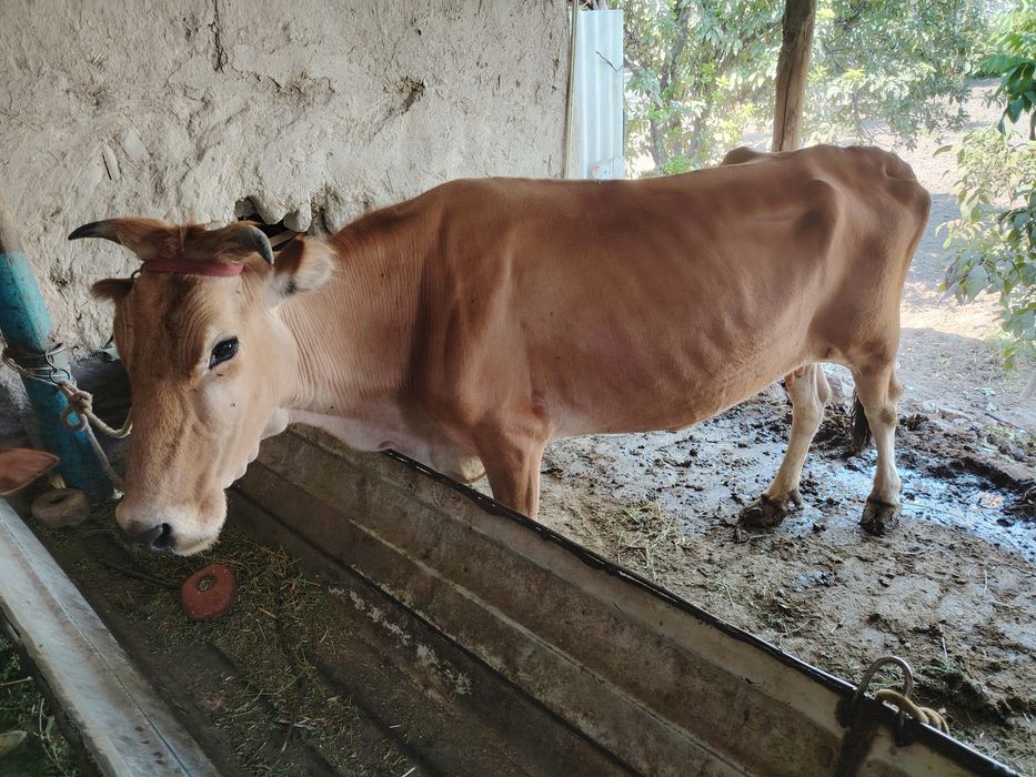 Ona bola sigir bolasi 4 oylik bulgan