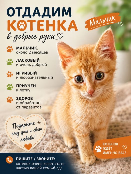 Рыжий мальчик ищет дом