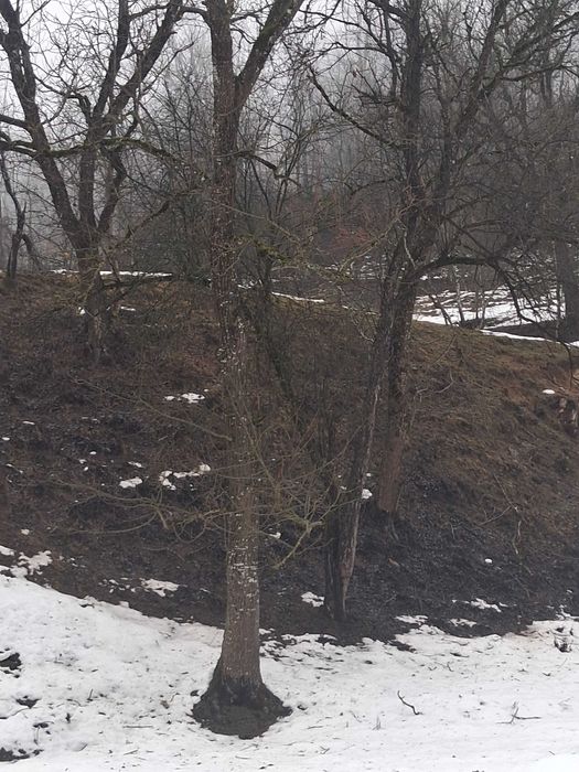 Nucu , diferite dimensiuni