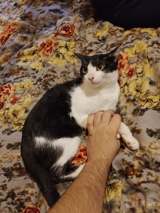 Отдадим кошку в хорошие руки
