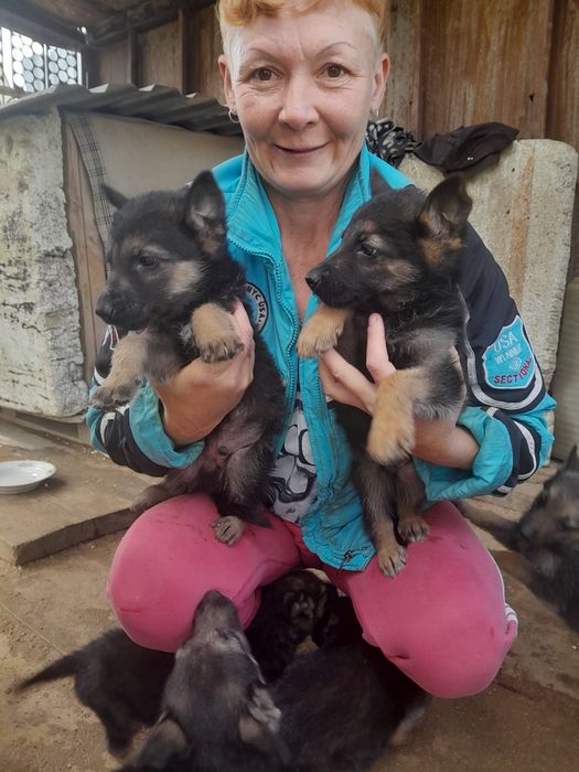 Продам  щенков...