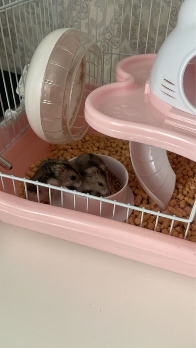 Продам хомячков