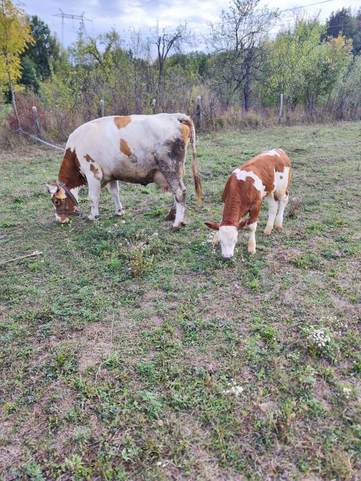 Vaca cu vitel de 2 luni