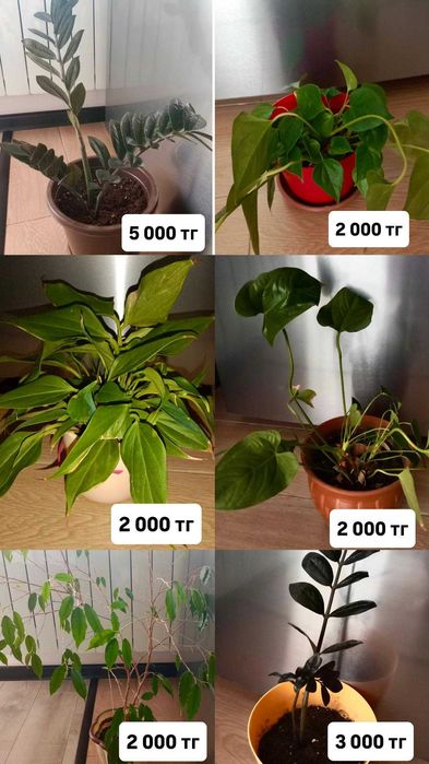 фикус бенджамина ,замиокулькас (долларовое дерево)