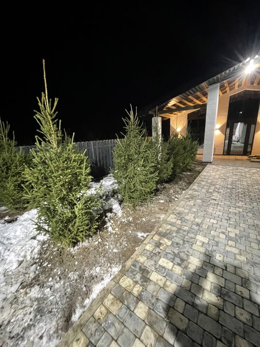 Ели зеленые