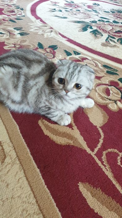 Шотландский вислоухий