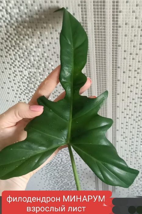 Цветы комнатные 500 тенге