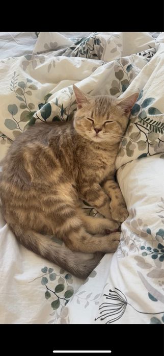 котенок 5 месяцев