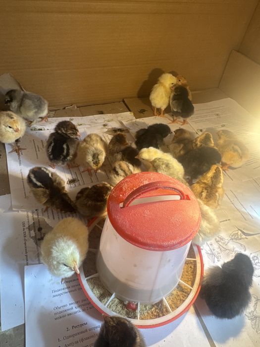 Цыплята домашние